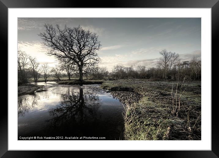 Winter tree on the River Culm Framed Mounted Print by Rob Hawkins