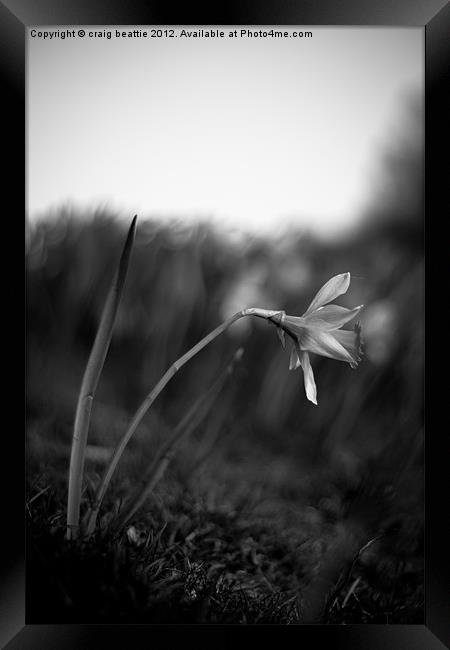 Solo Daffodil Framed Print by craig beattie