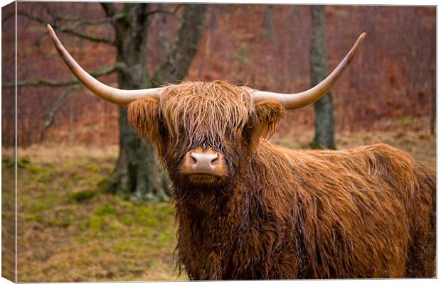 Highland Cow in Field Canvas Print by Steven Brown