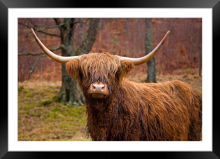Highland Cow in Field Framed Mounted Print by Steven Brown