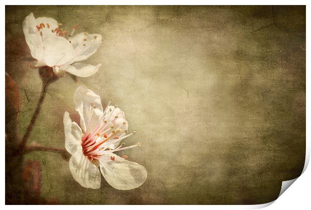 cherry blossom Print by meirion matthias