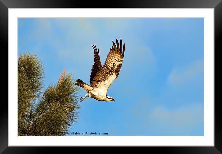 The Osprey Framed Mounted Print by Robert Pettitt