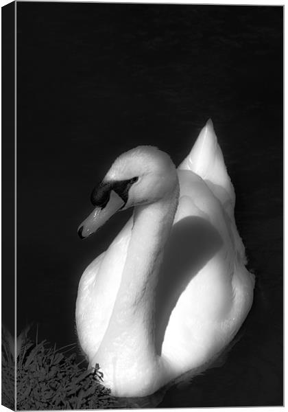 Beautiful Swan Canvas Print by Paul Shears Photogr