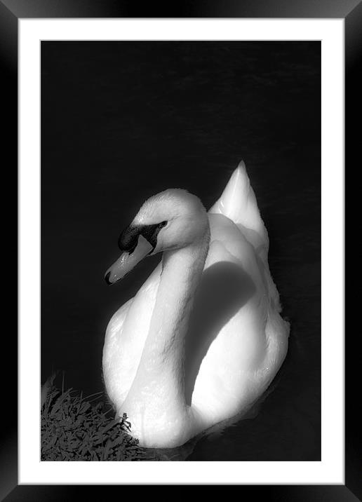 Beautiful Swan Framed Mounted Print by Paul Shears Photogr