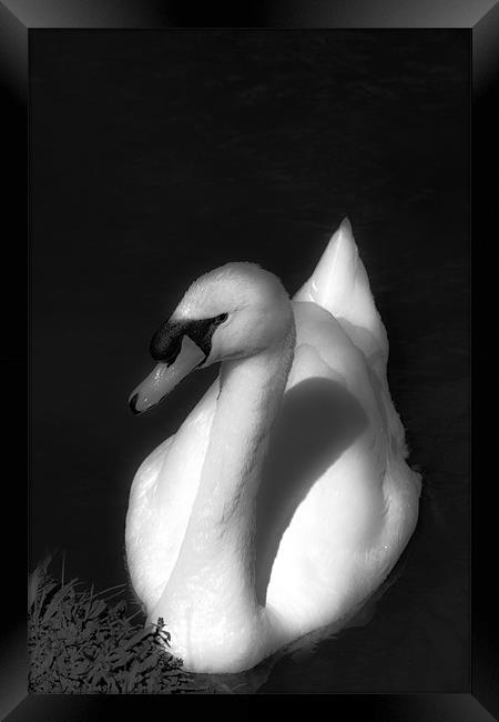 Beautiful Swan Framed Print by Paul Shears Photogr