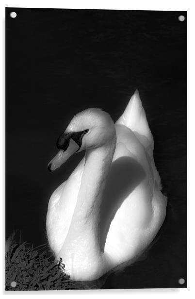 Beautiful Swan Acrylic by Paul Shears Photogr