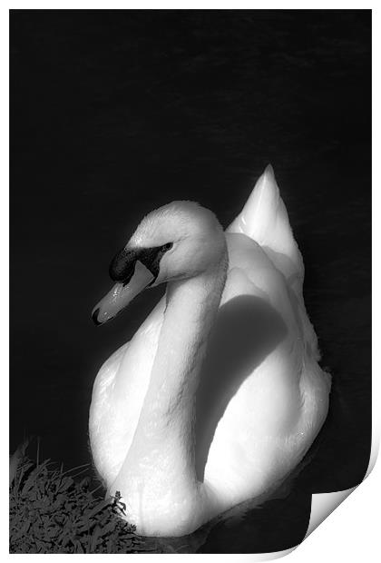 Beautiful Swan Print by Paul Shears Photogr