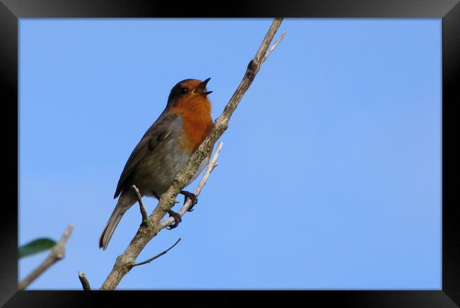 Singing Robin Framed Print by barbara walsh