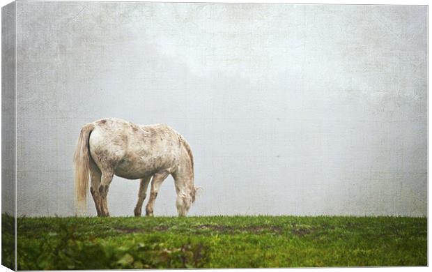 Grazing Pony Canvas Print by Dawn Cox