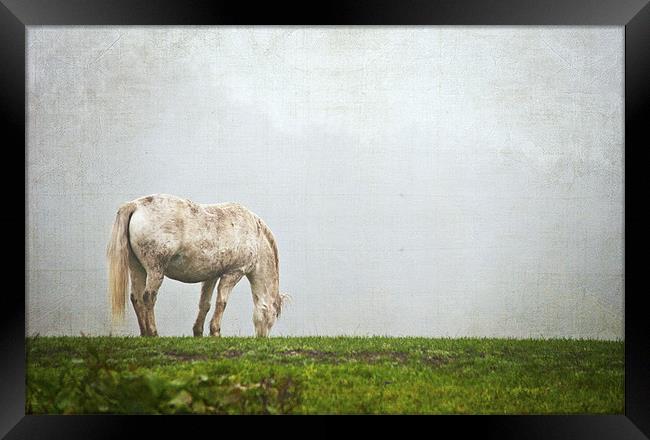 Grazing Pony Framed Print by Dawn Cox