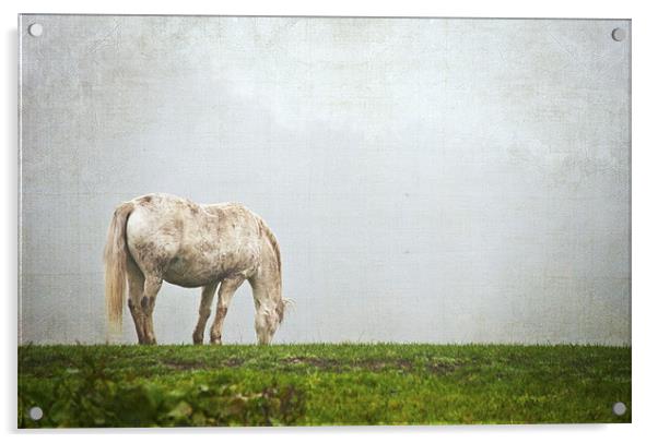 Grazing Pony Acrylic by Dawn Cox