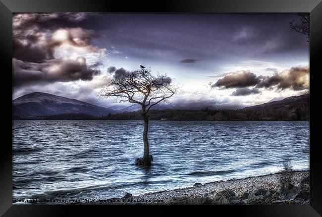 Lone Tree Framed Print by Fiona Messenger