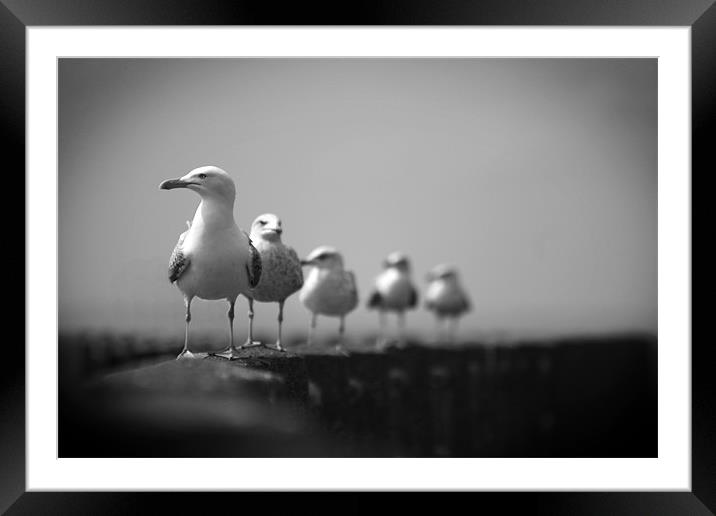 Seagulls Framed Mounted Print by Heather Athey
