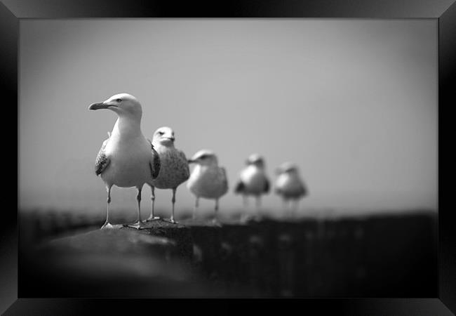 Seagulls Framed Print by Heather Athey