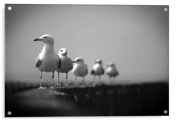 Seagulls Acrylic by Heather Athey