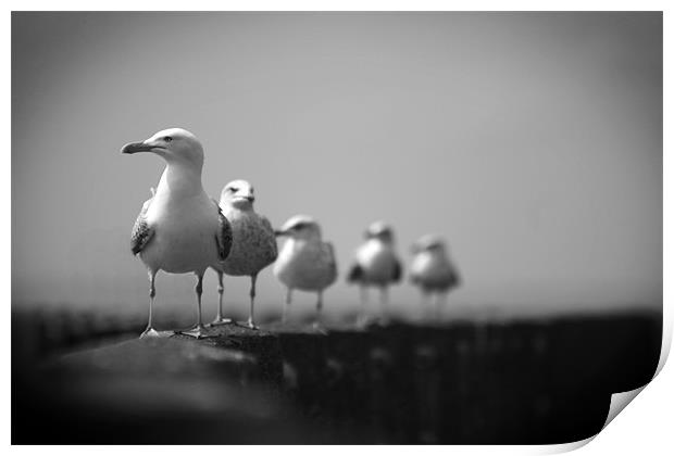 Seagulls Print by Heather Athey