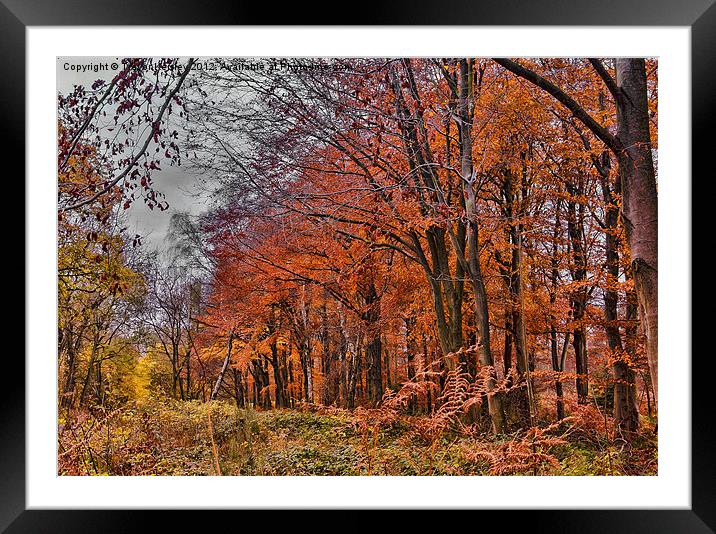 The Colours of Autumn Framed Mounted Print by Trevor Kersley RIP