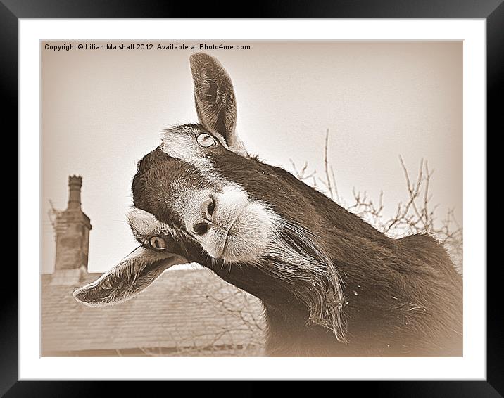 The Nosy Goat (2) Framed Mounted Print by Lilian Marshall