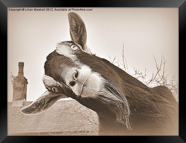 The Nosy Goat (2) Framed Print by Lilian Marshall