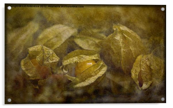 Physalis (Chinese  Lanterns) Acrylic by LIZ Alderdice