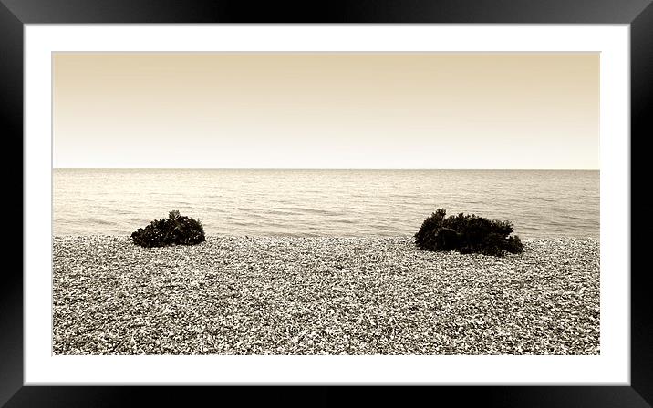 Sea Kale on Littlecote Beach Framed Mounted Print by Brian Sharland