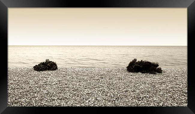 Sea Kale on Littlecote Beach Framed Print by Brian Sharland