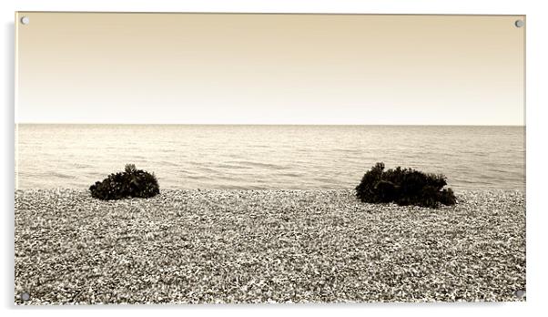 Sea Kale on Littlecote Beach Acrylic by Brian Sharland