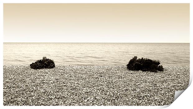 Sea Kale on Littlecote Beach Print by Brian Sharland