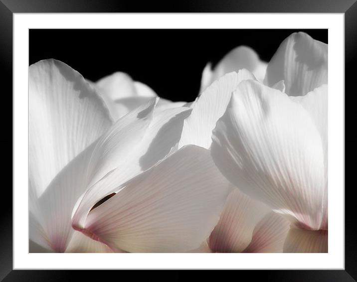 White Cyclamen Framed Mounted Print by Mary Lane