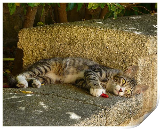 Kitten playing with flower Print by Adrian Maricic