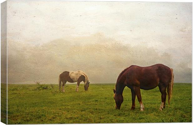 Ghost Horse Canvas Print by Dawn Cox