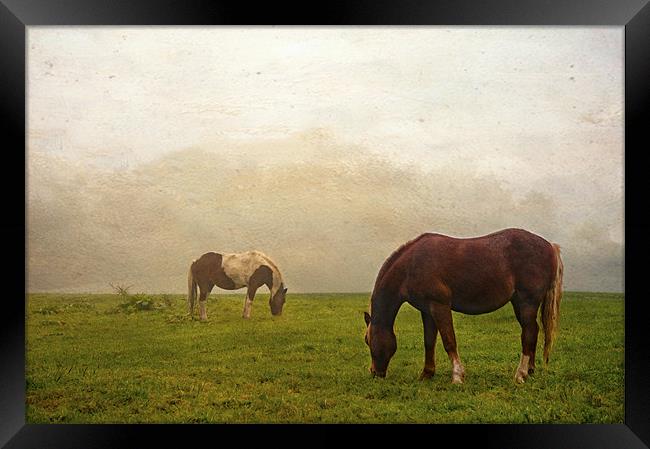 Ghost Horse Framed Print by Dawn Cox