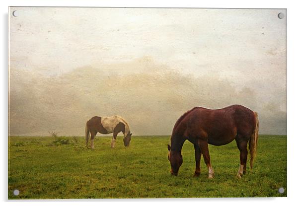 Ghost Horse Acrylic by Dawn Cox