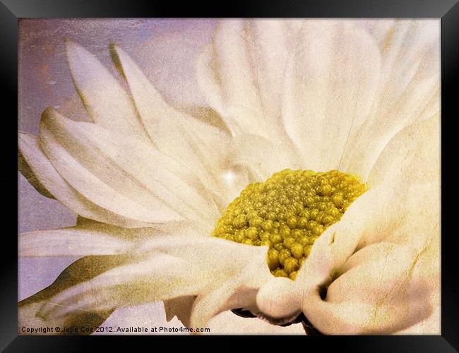 Flower Framed Print by Julie Coe