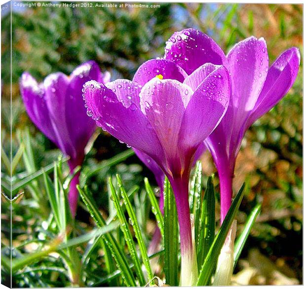 My Garden Crocus Canvas Print by Anthony Hedger