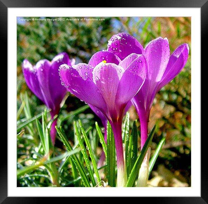 My Garden Crocus Framed Mounted Print by Anthony Hedger