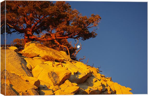 Tree and Moon on Rock at sunrise Canvas Print by Claudio Del Luongo