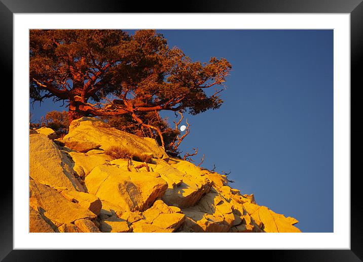 Tree and Moon on Rock at sunrise Framed Mounted Print by Claudio Del Luongo