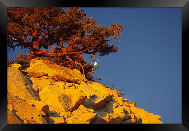 Tree and Moon on Rock at sunrise Framed Print by Claudio Del Luongo