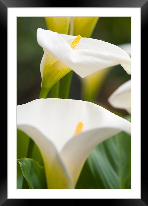Abstract Lillies Opening Framed Mounted Print by Steven Brown