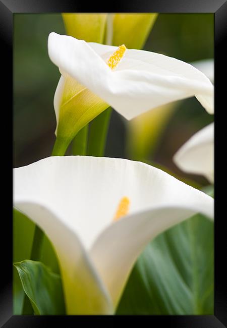 Abstract Lillies Opening Framed Print by Steven Brown