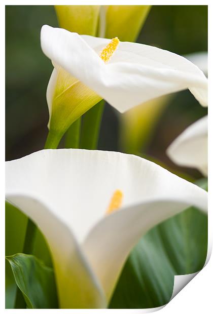 Abstract Lillies Opening Print by Steven Brown