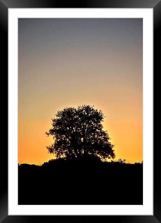 Tree at Dawn Framed Mounted Print by graham young