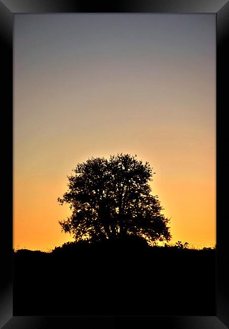 Tree at Dawn Framed Print by graham young