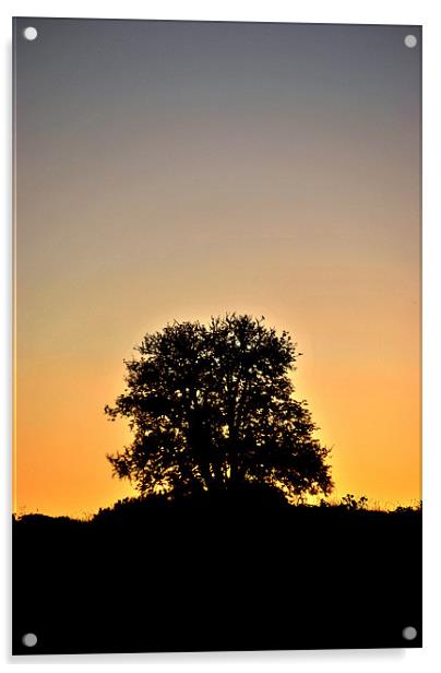 Tree at Dawn Acrylic by graham young