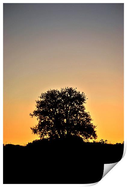 Tree at Dawn Print by graham young