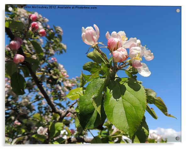 Apple Blossom Acrylic by John McCoubrey