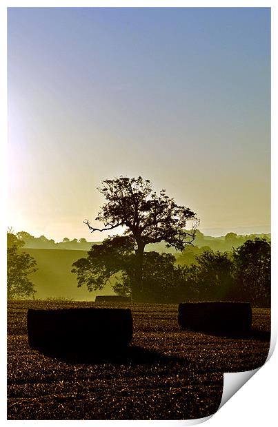 Harvest Dawn Print by graham young