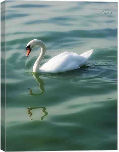 Swan lake Canvas Print by Paul Fisher