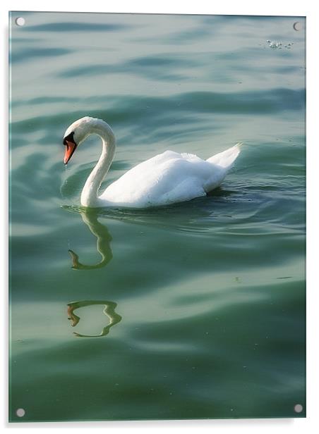 Swan lake Acrylic by Paul Fisher